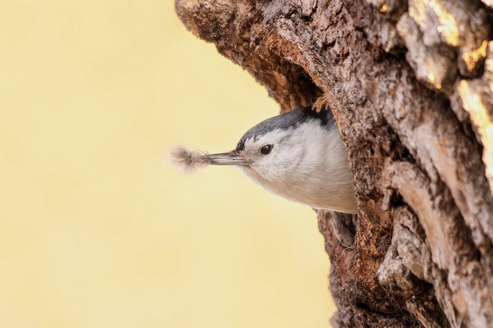 White-breasted nuthatch by Grayson Smith/USFWS, Midwest Region is available tgrough Public Domain.